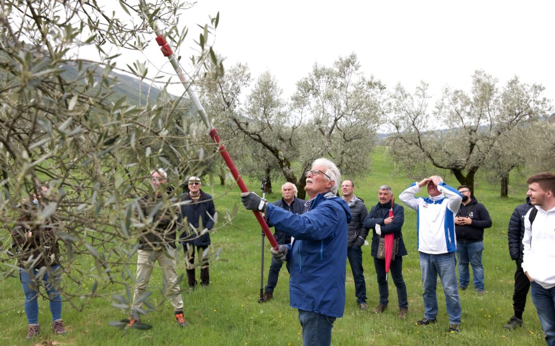“L’Oro Verde nel Lazio”, tre workshop promossi da Consorzio Ro.Ma.