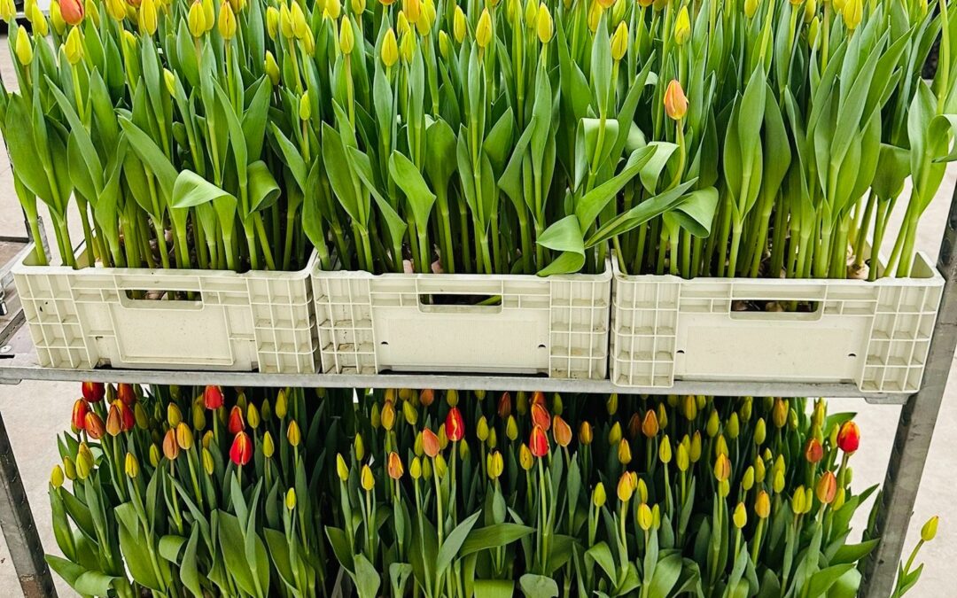Tulipani